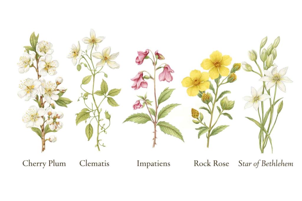Botanical illustration of the five Bach flower essences used in Rescue Remedy